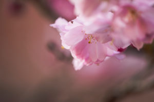 Spring cherry Spring cherry